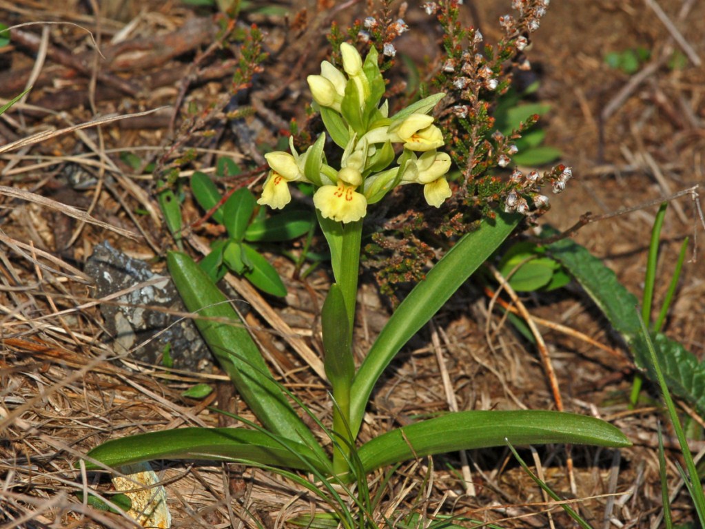 Dactylorhiza sambucina